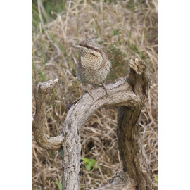 Wryneck Kessingland 5