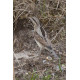 Wryneck Kessingland 6