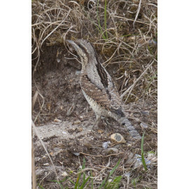 Wryneck Kessingland 6