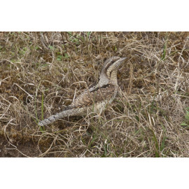 Wryneck Kessingland 7