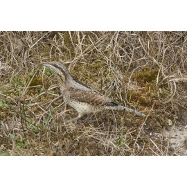 Wryneck Kessingland 8