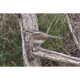 Wryneck Kessingland 9