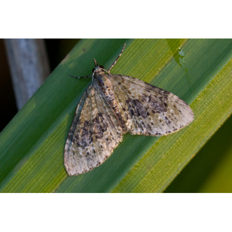Yellow Barred Brindle moth