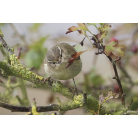 Yellow Browed Warbler Donna Nook 1