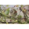 Yellow Browed Warbler Donna Nook 1