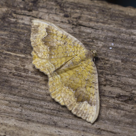 Yellow Shell moth