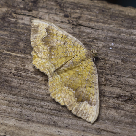 Yellow Shell moth