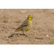 Yellowhammer Choseley Barns