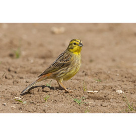 Yellowhammer Choseley Barns