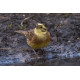 Yellowhammer Suffolk