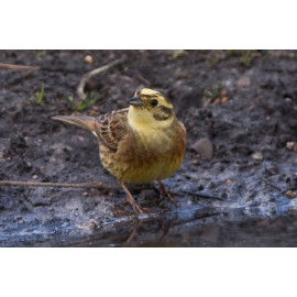 Yellowhammer Suffolk