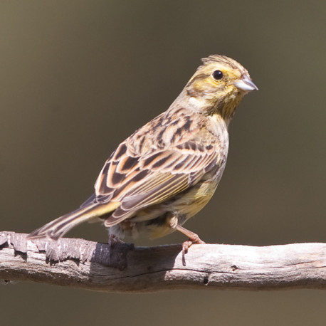Yellowhammer Suffolk 1