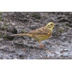 Yellowhammer Suffolk 2
