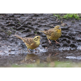 Yellowhammers Suffolk