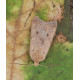 Yellow Line Quaker moth 1