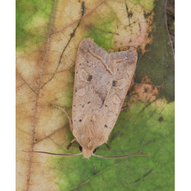 Yellow Line Quaker moth 1