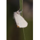 Yellowtailr moth