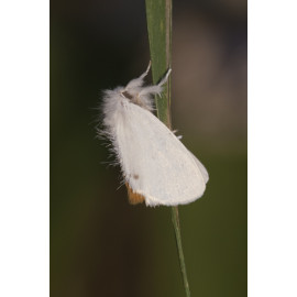 Yellowtailr moth