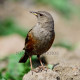Alpine Accentor