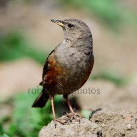 Alpine Accentor