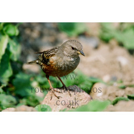 Alpine Accentor on a rock