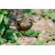 Alpine Accentor on a rock