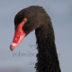 Black Swan Head