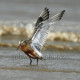 Bar Tailed Godwit Stretching wings