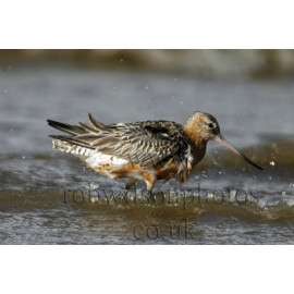 Bar Tailed Godwit