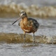 Bar Tailed Godwit Watching
