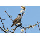 Blackcap Lackford