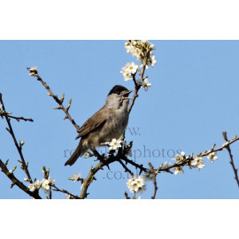 Blackcap Lackford