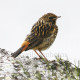Bluethroat Immature
