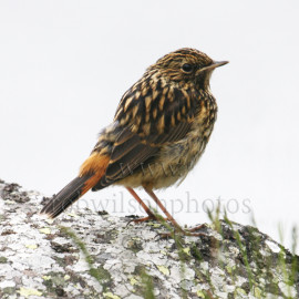 Bluethroat Immature