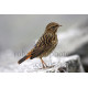 Bluethroat Immature on a rock