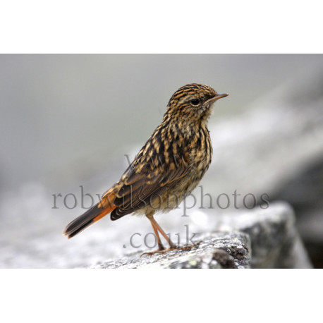 Bluethroat Immature on a rock
