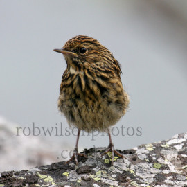 Bluethroat Immature on a rock 1