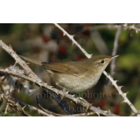 Blythes Reed Warbler Norfolk