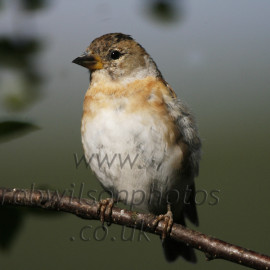 Brambling Female