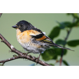 Brambling on a Branch
