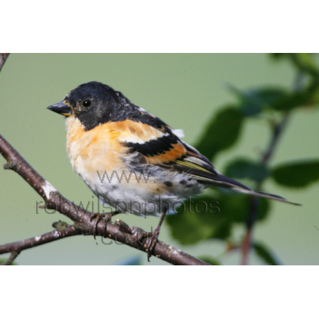 Brambling on a Branch