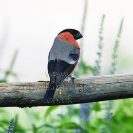 Bullfinch