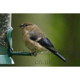 Bullfinch Female