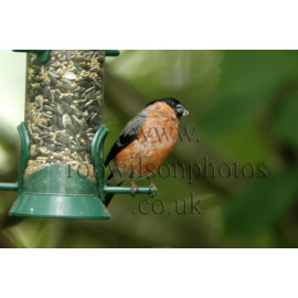 Bullfinch Male
