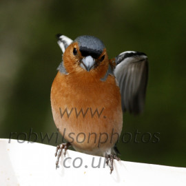 Chaffinch Flapping