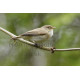 Chiffchaff at Lakenham