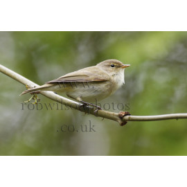 Chiffchaff at Lakenham