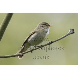 Chiffchaff singing