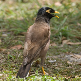 Common Myna Calling