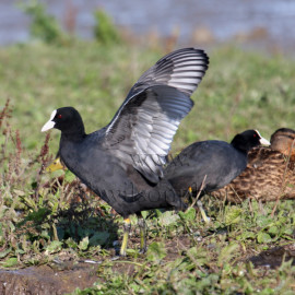 Coot flapping